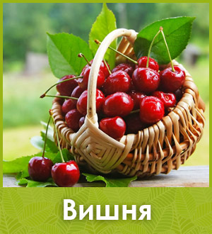 Саженец вишни