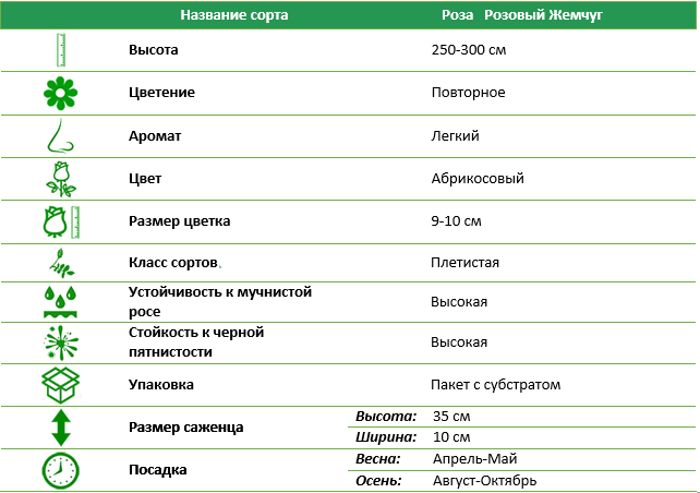 Роза плетистая Розовый жемчуг (Pink Pearls)