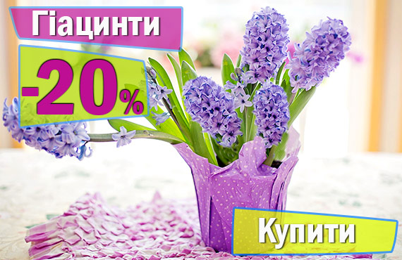 Гіацинти купити