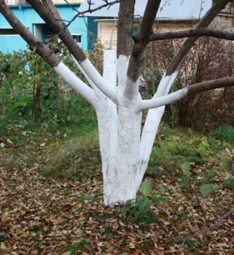 Побілка для дерев