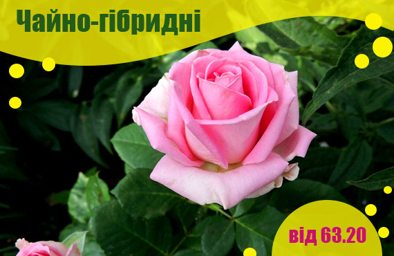 саджанці чайно-гібридних троянд купити
