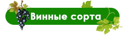 Новий асортимент винограду! — Саженцы урожайных сортов можно заказать уже сейчас!