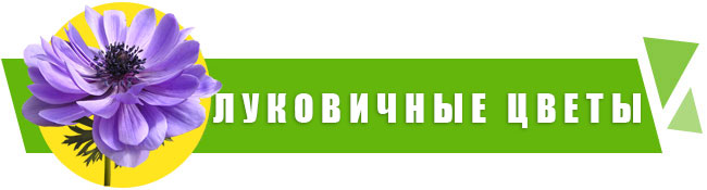 Луковицы цветов купить