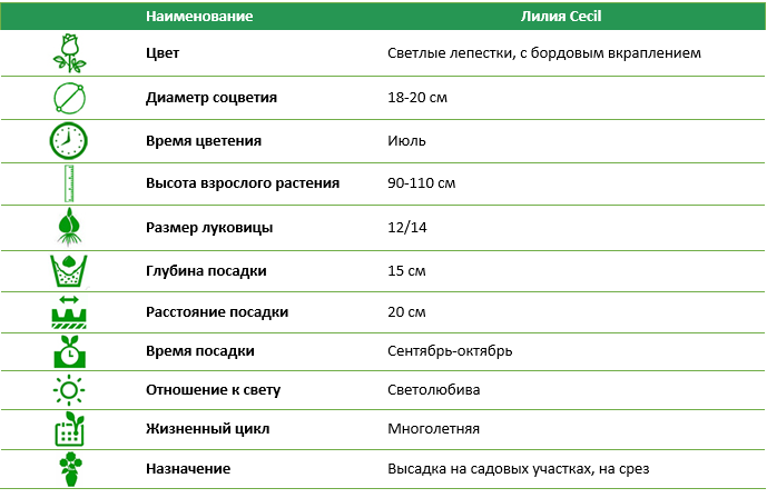Лилия Cecil 12/14 (1 шт)