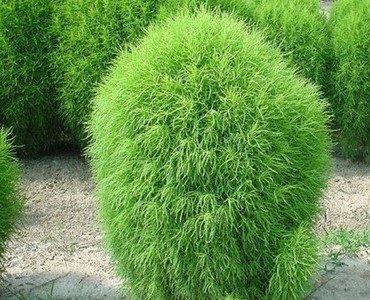 Кохия на рассаду