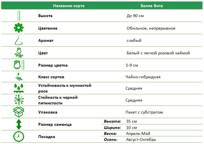 Белла Вита.jpg