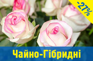 Чайно-гібридні троянди