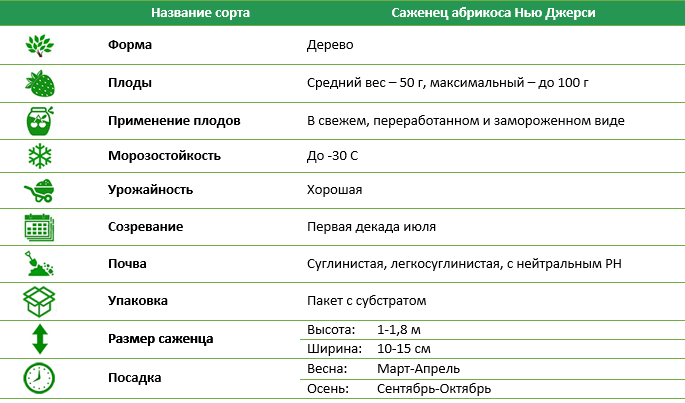 Абрикос Нью Джерси