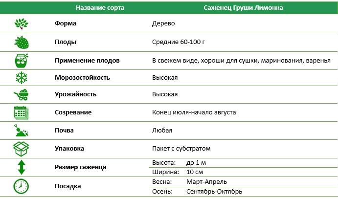 Груша Лимонка
