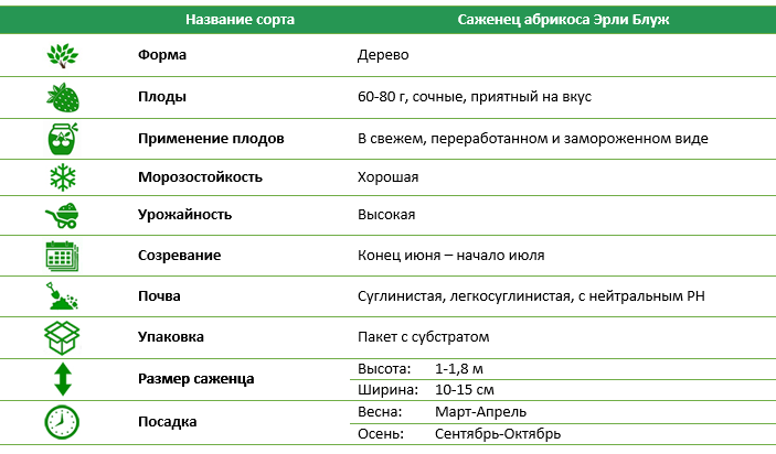 Абрикос Эрли Блуж