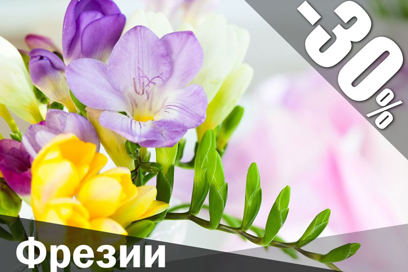 flowerbed 5.jpg Фрезии купить