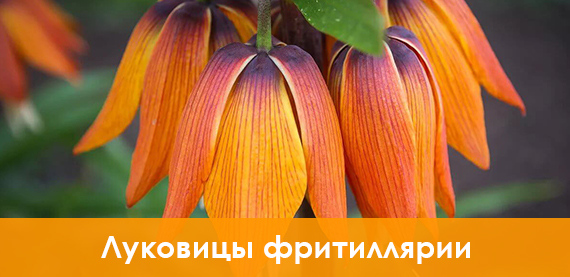 Луковицы фритиллярии купить