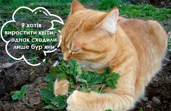 Цибулини квітів купити