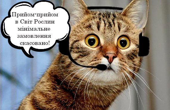 Кіт цікавий