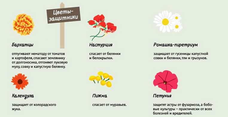 Насіння квітів