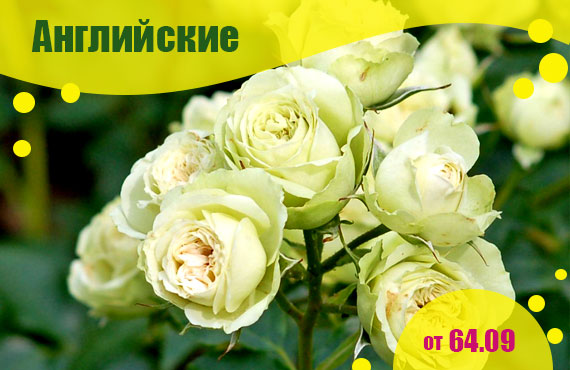 саженцы английских роз купить