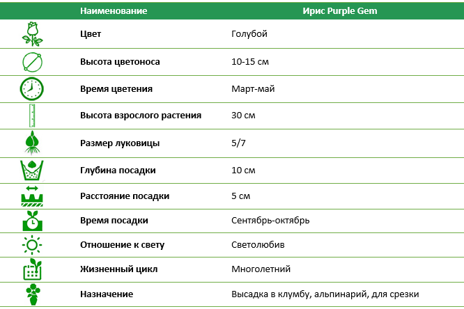 Ирис Purple Gem