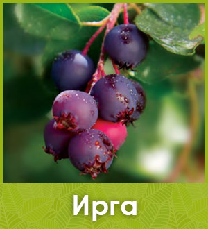 Ирга саженцы