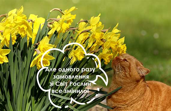 Цибулини квітів купити