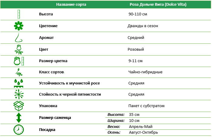 Роза Дорис Тистерман (Doris Tijsterman)