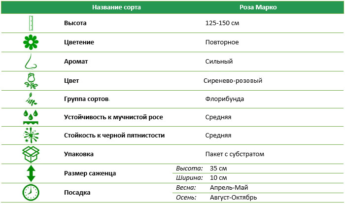Роза флорибунда Марко (Marko)