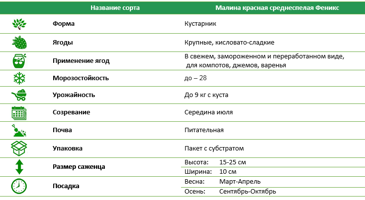 Малина красная среднеспелая Феникс