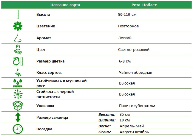 Ноблес.jpg