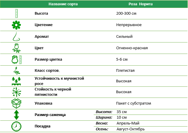 Роза плетистая Норита (Norita)