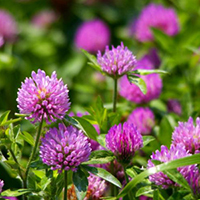 flowerbed 5.jpg сидерат клевер