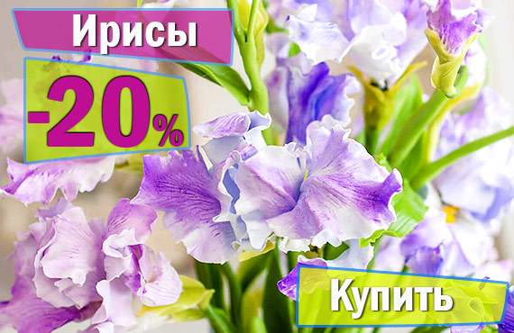 Ирисы купить