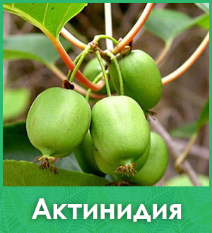 Актинидия саженцы