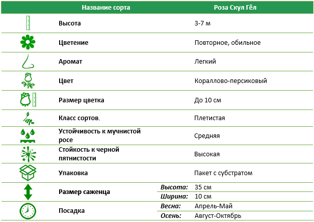 Роза плетистая Скул Гёл (School Girl)