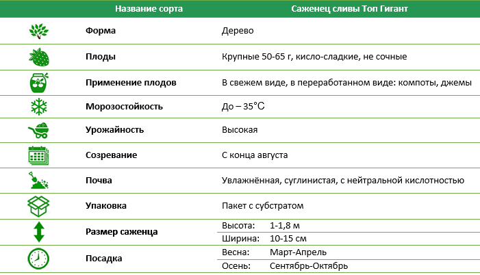 Слива Топ Гигант