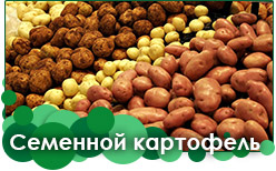Семенной картофель Семенной картофель предзаказ