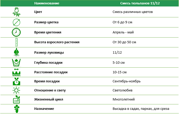 Смесь тюльпанов (3 шт)