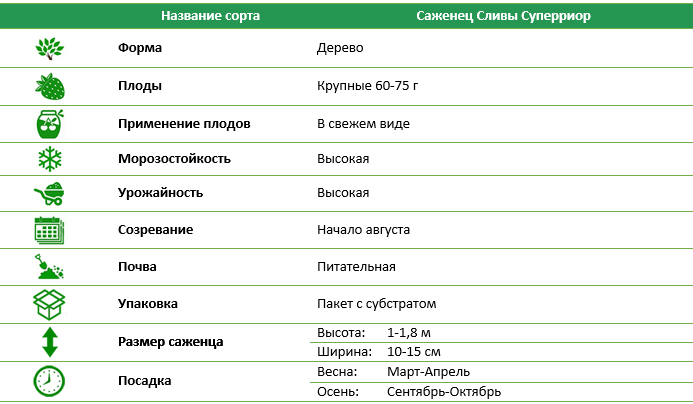 Слива Суперриор