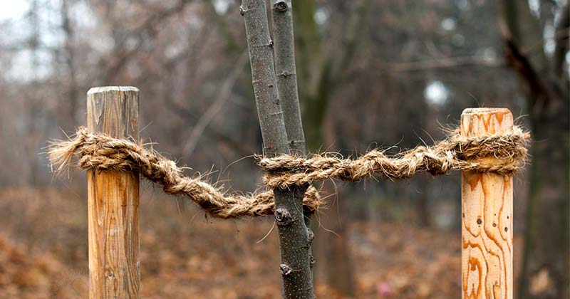  Посадка саджанців восени 