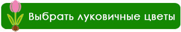 Правила посадки луковичных растений