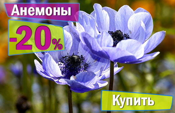 луковичные цветы купить