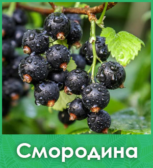 Смородина саженцы