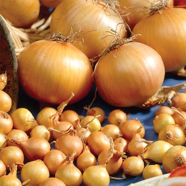 Сіянка купити