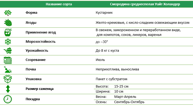 Смородина среднеспелая Уайт Холандер