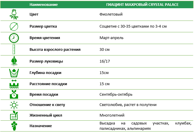 Гиацинт махровый Crystal Palace