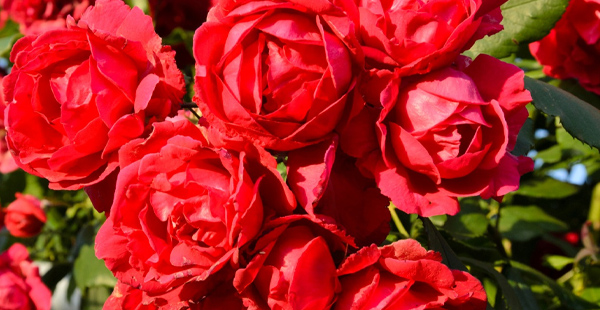 rose -2.jpg