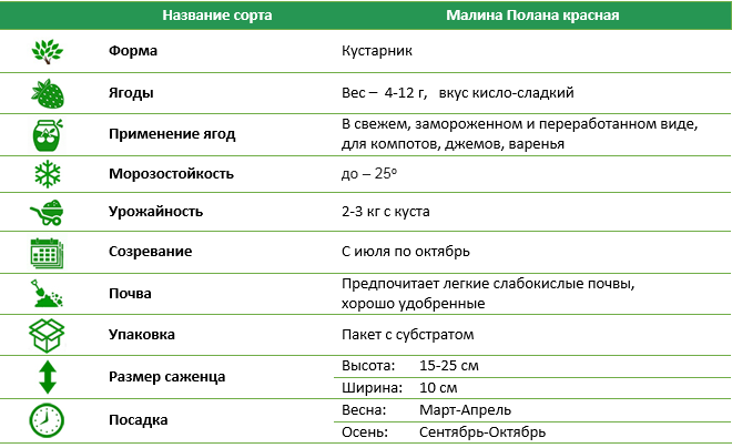 Малина Полана ремонтантная красная
