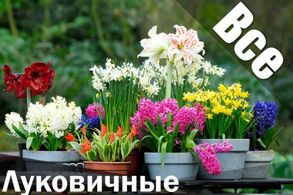 flowerbed 6.jpg Луковичные купить