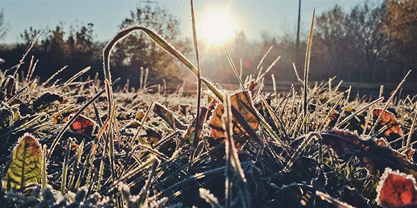Первые осенние заморозки на огороде
