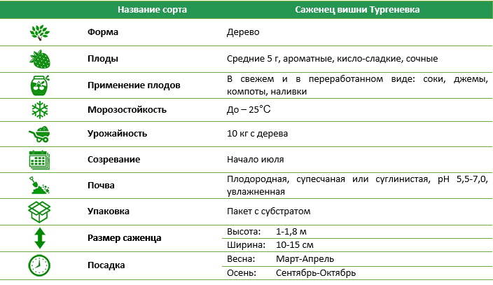 Вишня Тургеневка