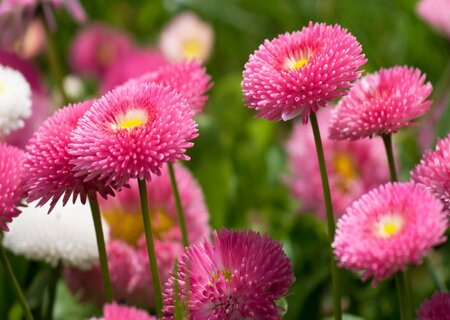 Маргаритки