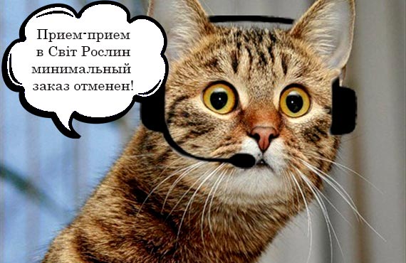 Кот интересный
